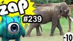 ZAPPING 239 - Buzz, Fail, Zap & Vidéo Choc n°239 ► Youclip.fr