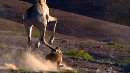 Непобедимый жираф