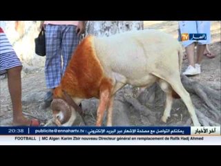 أخر صيحات الموضة في عالم تسريحات كباش الأضاحي