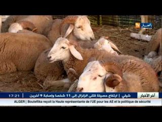 أسعار المواشي ترتفع...و المواطنين يدفعون الثمن