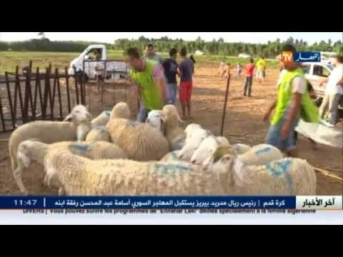 جمعية كافل اليتيم بعين طاية توزع 50 كبش على الأيتام و الأرامل