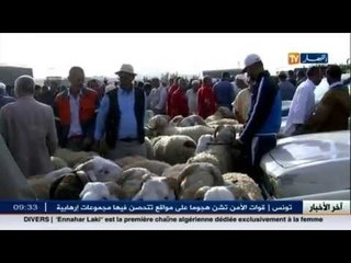 عين الدفلى: أسواق المواشي..وفرة في العرض و إستقرار في الأسعار