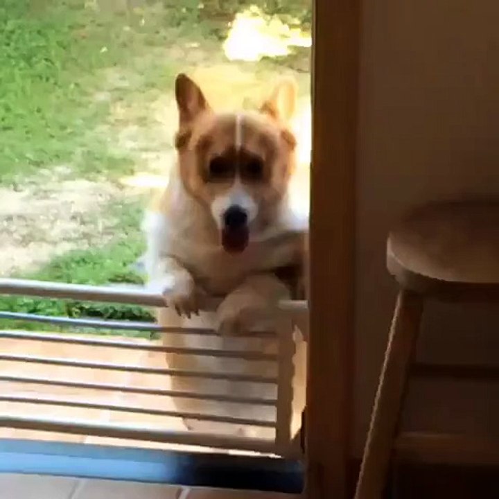 cute dog want to inside but failed