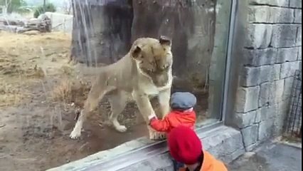 lion play with child  ""very Interesting"" شیر شیشے کے پینجرے میں "بچے "کے ساتھ