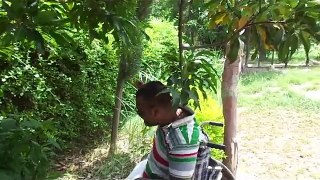 Double Amputee David: Mango trees bulging with fruits. 1/2