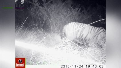 Un tigre en cavale depuis un mois au Mexique repéré