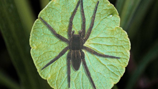 Des études pour tester des scénarios des conséquences du réchauffement sur la faune