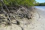 Quand les mangroves suivent le climat...