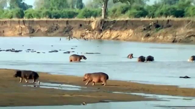 Lion Documentary National Geographic LION CUB FACES BIG HIPPO Special!