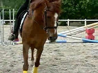 Koba transition pas-trot