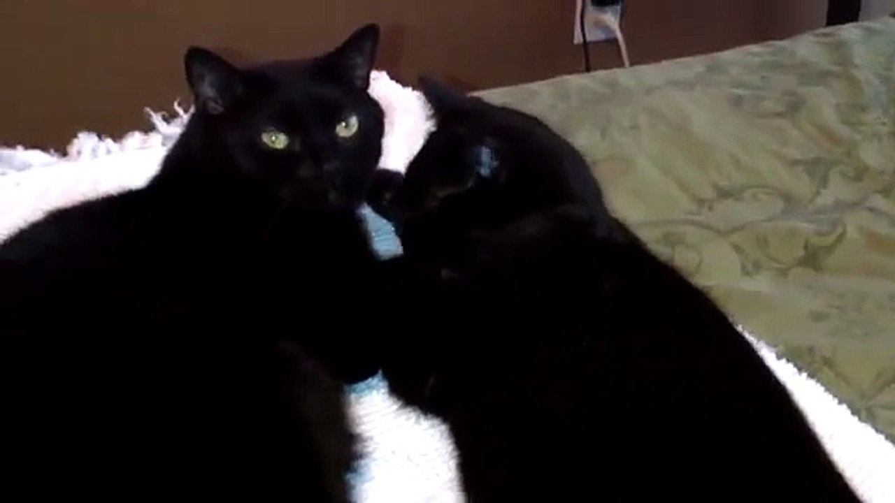 Two Funny Black Cats