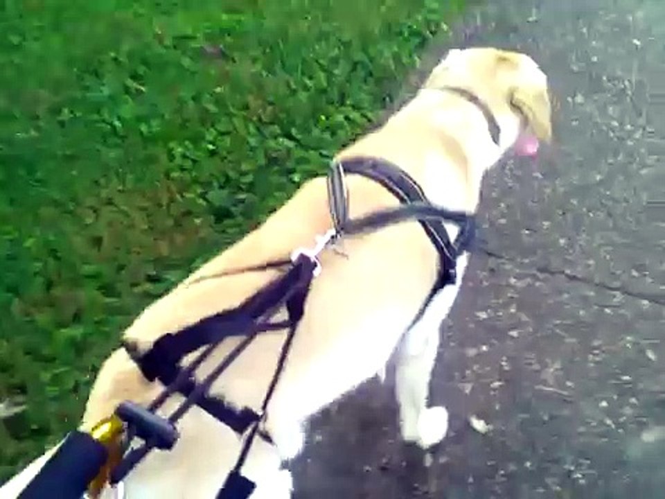 Dog Walkers