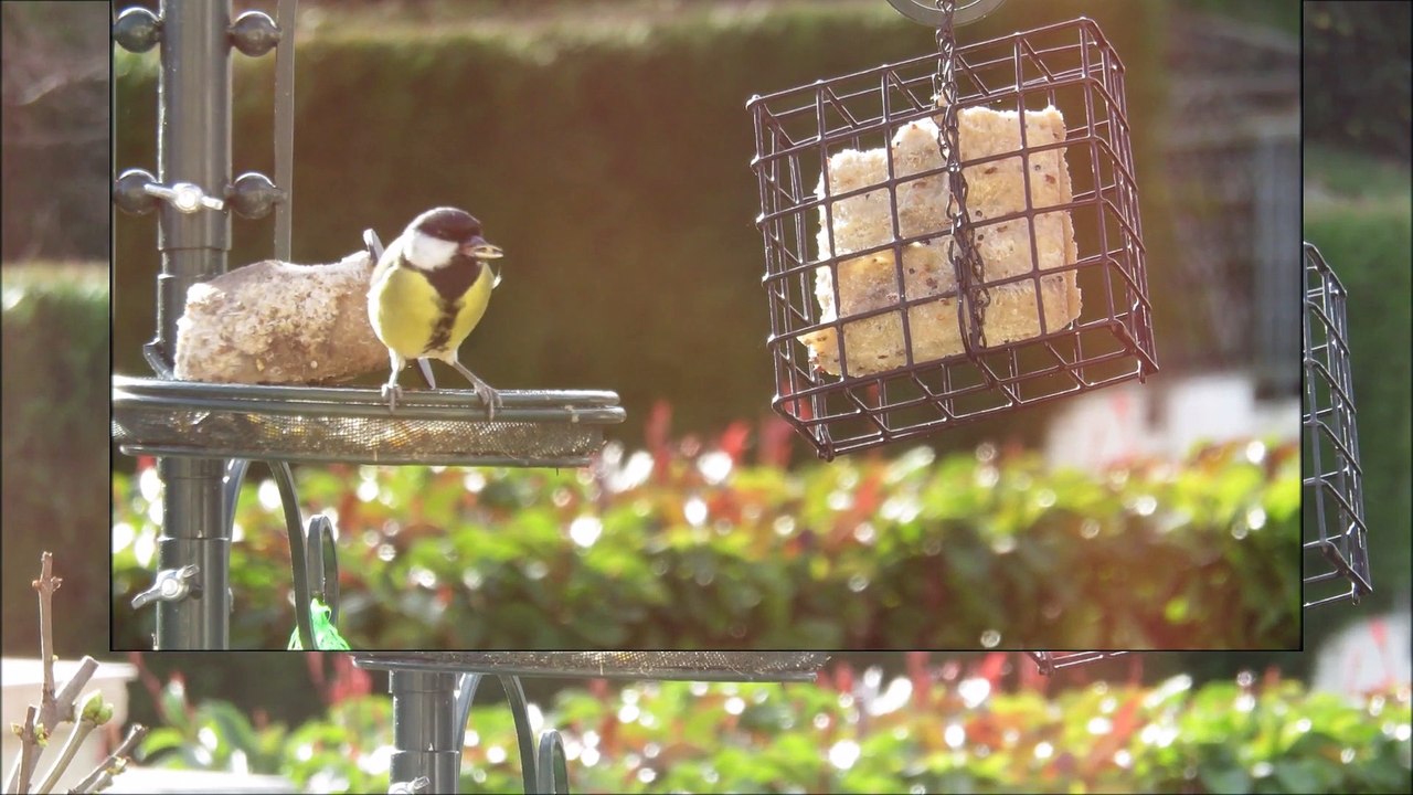 les oiseaux du ciel dans mon jardin le 27 novembre 2015