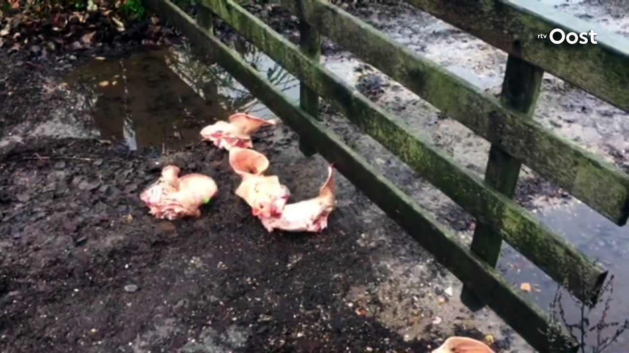 Des réfugiés accueillis par des têtes de porc aux Pays-Bas