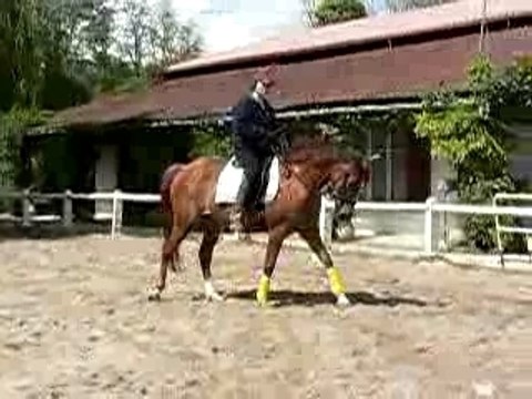 Koba transition trot-pas