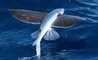 Des poissons volants chassés par des prédateurs marins dans l'eau et des oiseaux en surface !