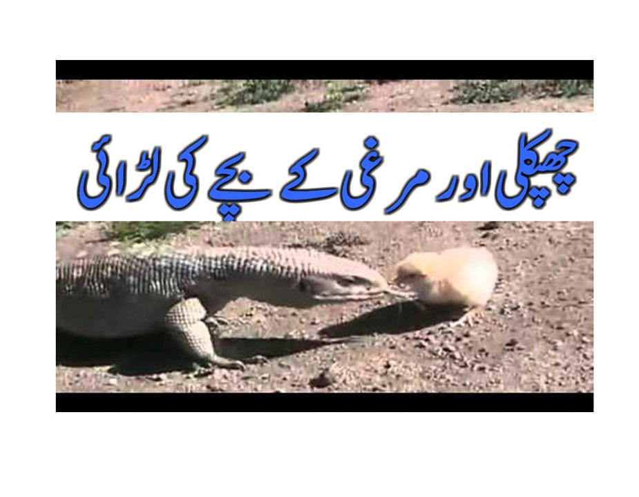 Lizard Vs Baby Chick