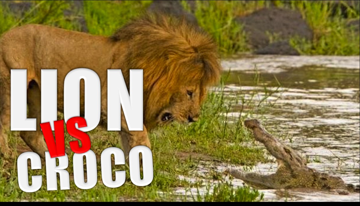 LION vs CROCODILE - Qui va gagner ?