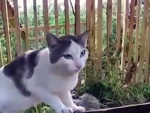 Кот говорит не знаю