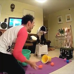 Man and Dogs Play Catch