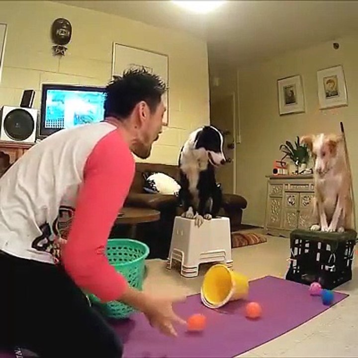 Man and Dogs Play Catch