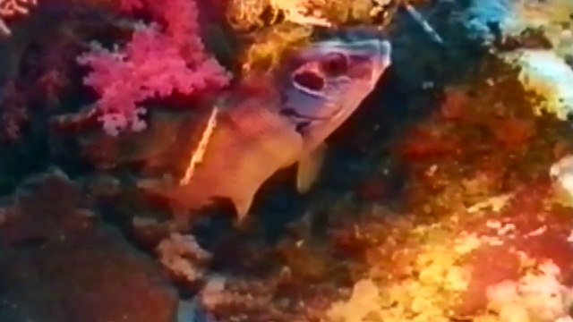 diving in the red sea