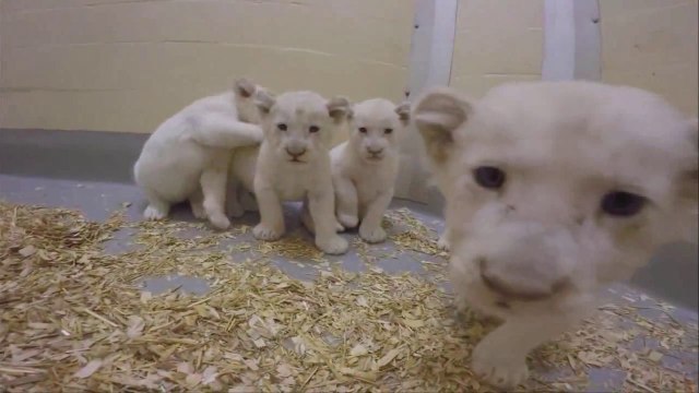 Naissance exceptionnelle de quatre lionceaux blancs au zoo de Toronto