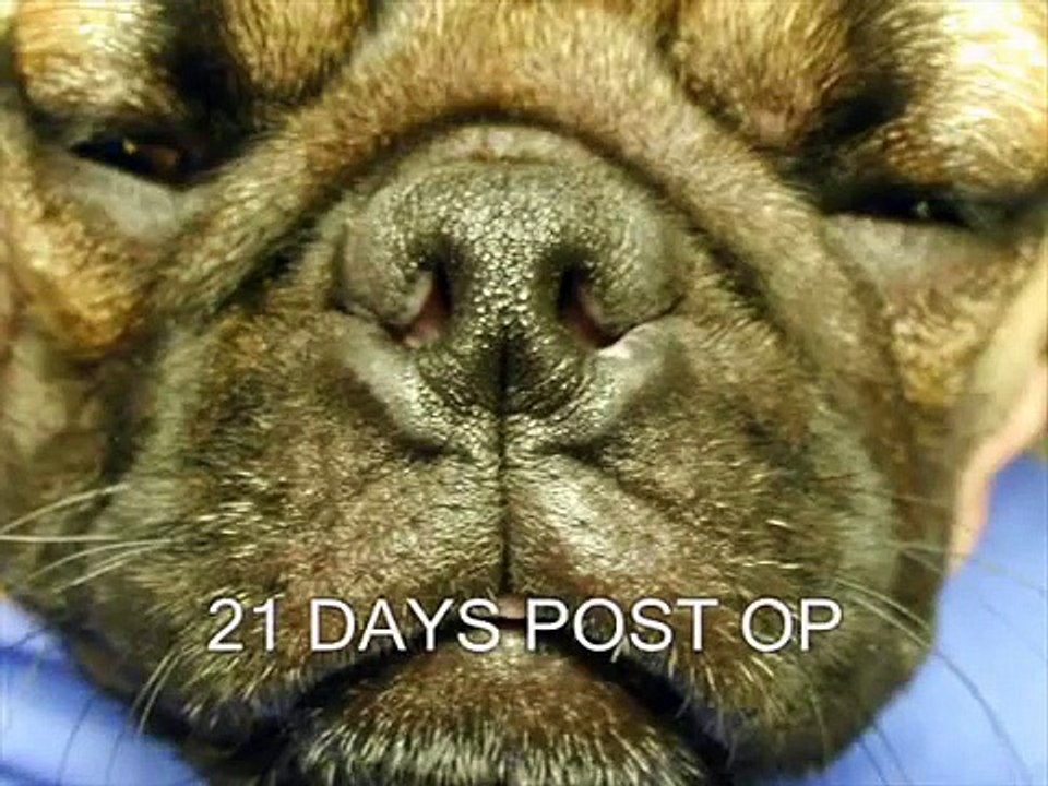 Introduction to Veterinary Laser Surgery