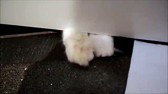 Meet Timo's fluffy paws (while he's playing his favourite game)