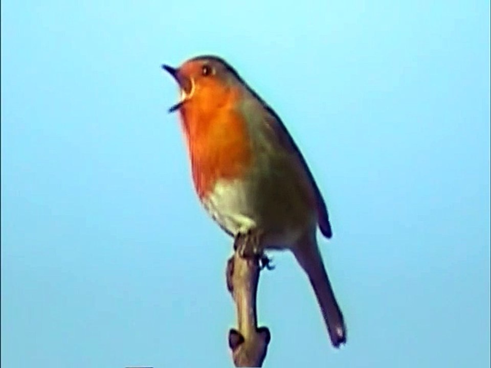 El canto del petirrojo