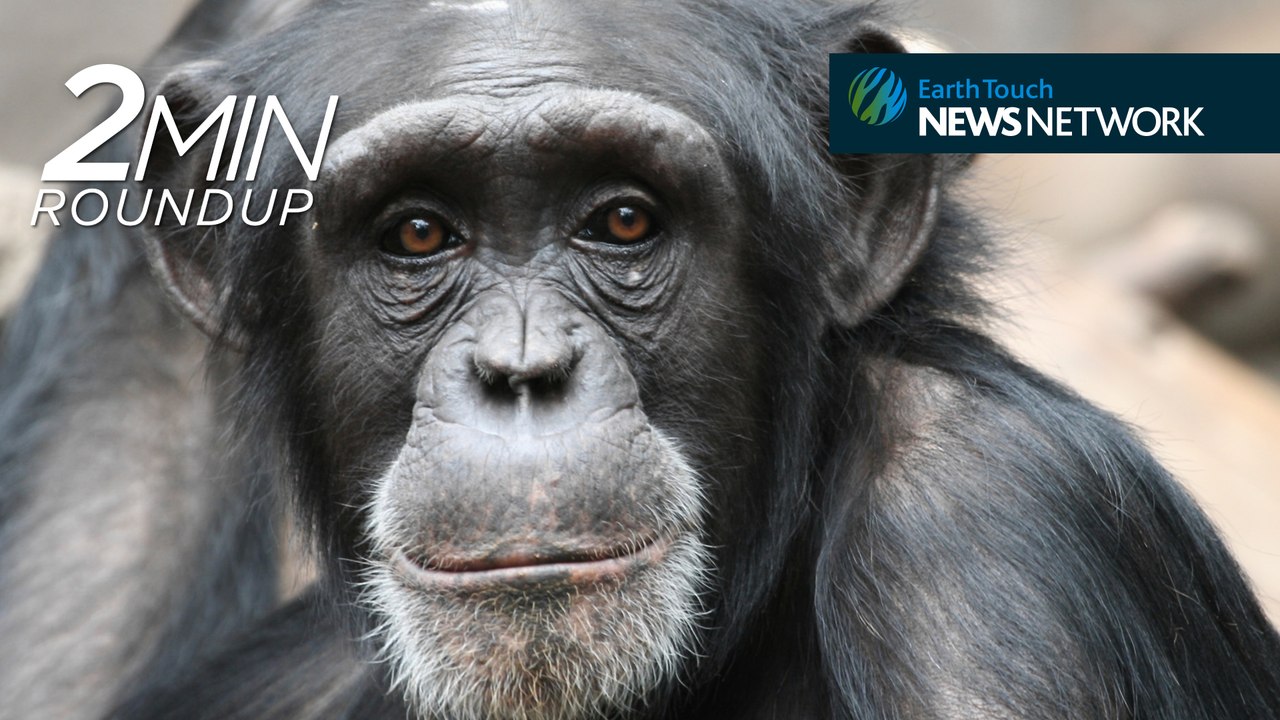 Research chimps retired, huge ivory haul & a rare pink fairy armadillo