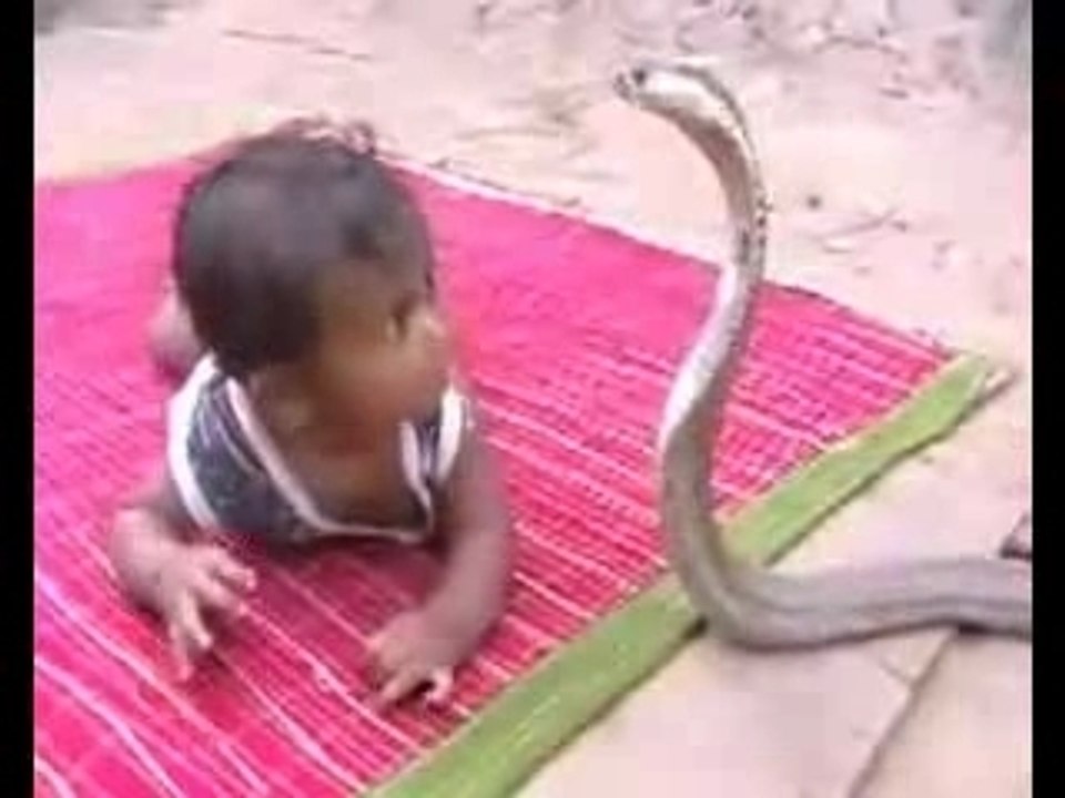 un enfant joue avec un cobra