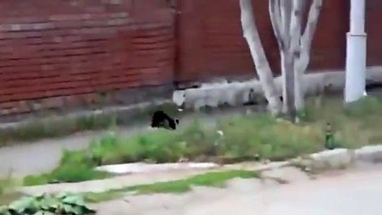 You must see this crazy animals