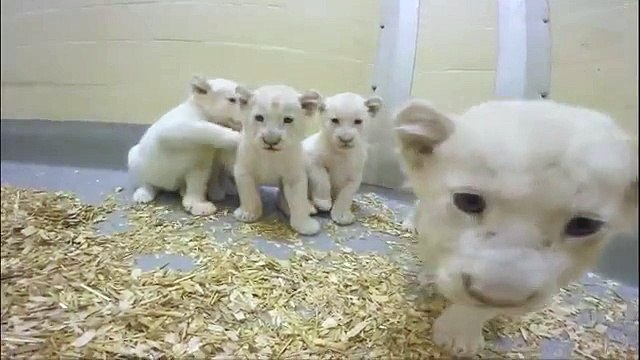 Quatre lionceaux blancs naissent à Toronto (8 semaines)
