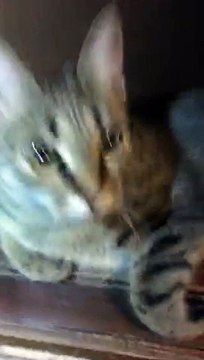 Александр Бон (shponks) on Periscope [2015-11-27 15-21] Соня