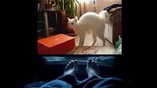 funny crazy cats 2015 Cat Dog TV