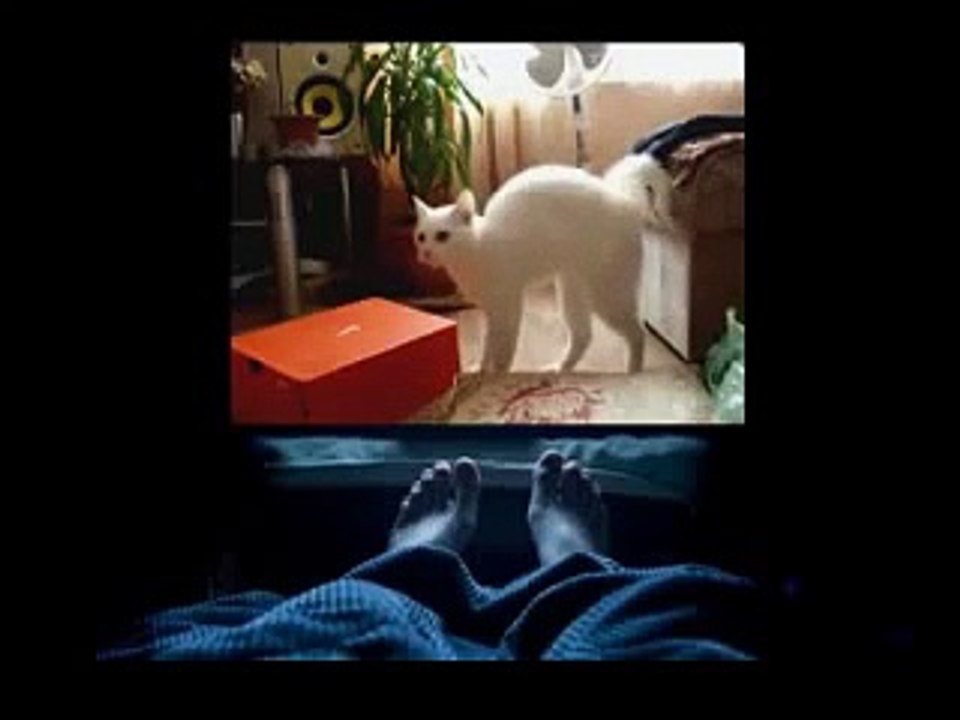 funny crazy cats 2015 Cat Dog TV