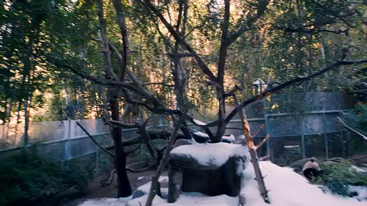Panda Snow Day