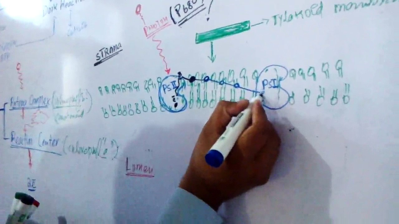 Photosynthesis,  Step1. light reaction part 1 by Tilawat Khan