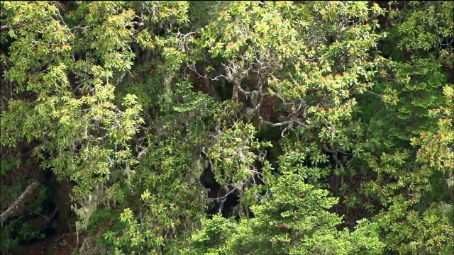 Video- Mystery Monkeys of Shangri-La - Watch Nature Online - PBS Video