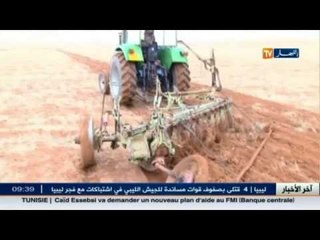 تعاونية الحبوب بفرندة بولاية تيارت تشرع في بيع البذرو للفلاحين تزامنا مع إنطلاق موسم البذر