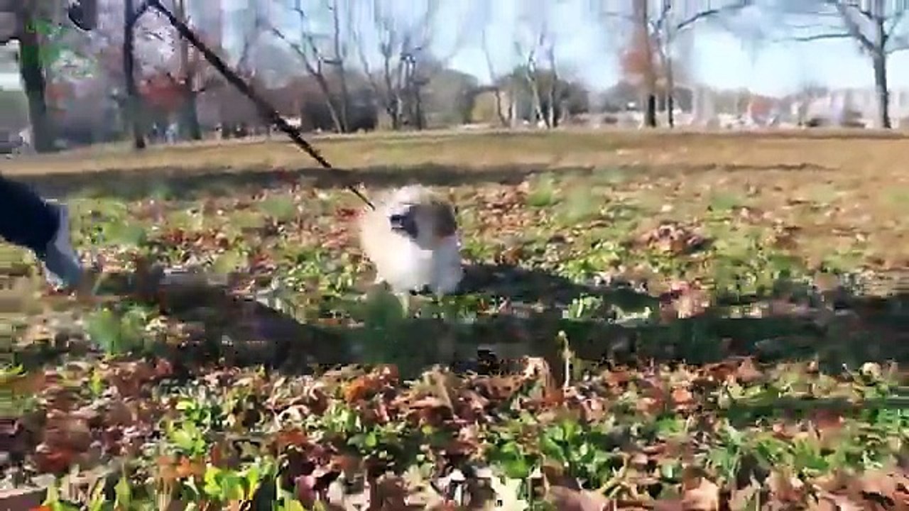 Cutest Fluffy Puppies Compilation 2015 [NEW HD]