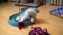 Cutest Teacup Puppies and Kittens Compilation 2015 [NEW HD]