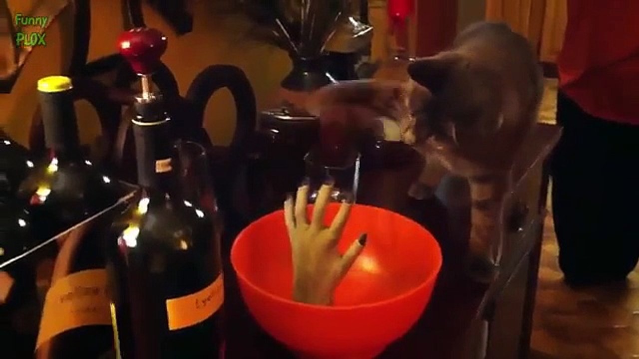 Cute Cats and Dogs Love Halloween 2015 [NEW HD]