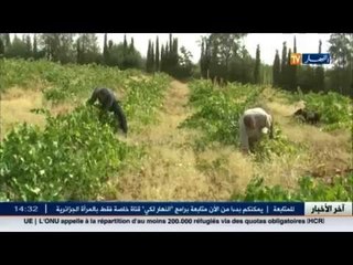 الفلاحة : وزيرة التضامن تدعو الى ثقافة التأمين لدى الفلاحين