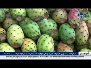 التين الشوكي " الهندي " .. اقبال كبير للمواطنون الشرق