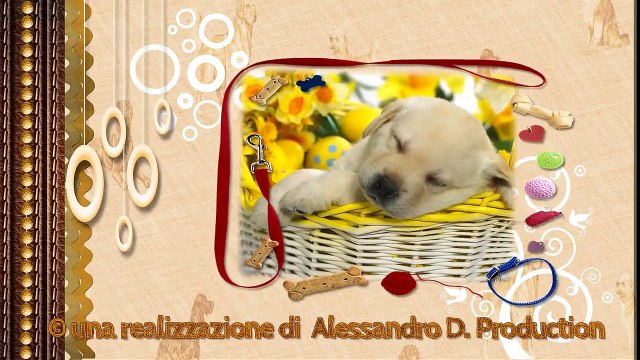 i nostri animali domestici