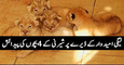 Lioness gives birth to 4 cubs in Multan