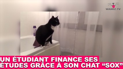 Un étudiant finance ses études grâce à son chat Sox ! À suivre tout de suite dans la minute chat #51