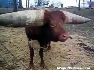 C.A-Dev Boynuzlu İnek